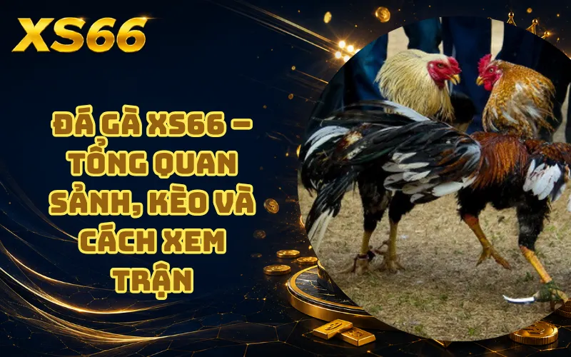 Đá Gà XS66 – Tổng Quan Sảnh, Kèo Và Cách Xem Trận 8 Đá Gà XS66 – Tổng Quan Sảnh, Kèo Và Cách Xem Trận