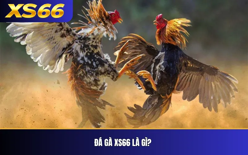 Đá Gà XS66 – Tổng Quan Sảnh, Kèo Và Cách Xem Trận 2 Đá gà XS66 là gì?