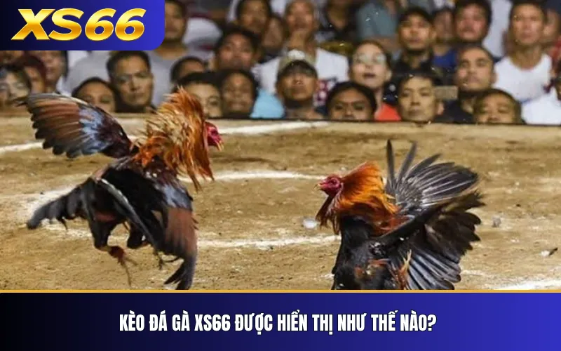 Đá Gà XS66 – Tổng Quan Sảnh, Kèo Và Cách Xem Trận 3 Kèo đá gà XS66 được hiển thị như thế nào?