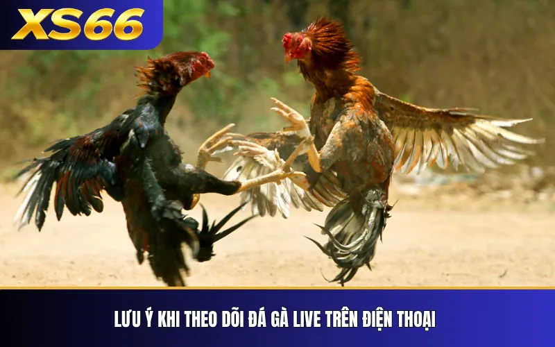 Đá Gà XS66 – Tổng Quan Sảnh, Kèo Và Cách Xem Trận 4 Lưu ý khi theo dõi đá gà live trên điện thoại